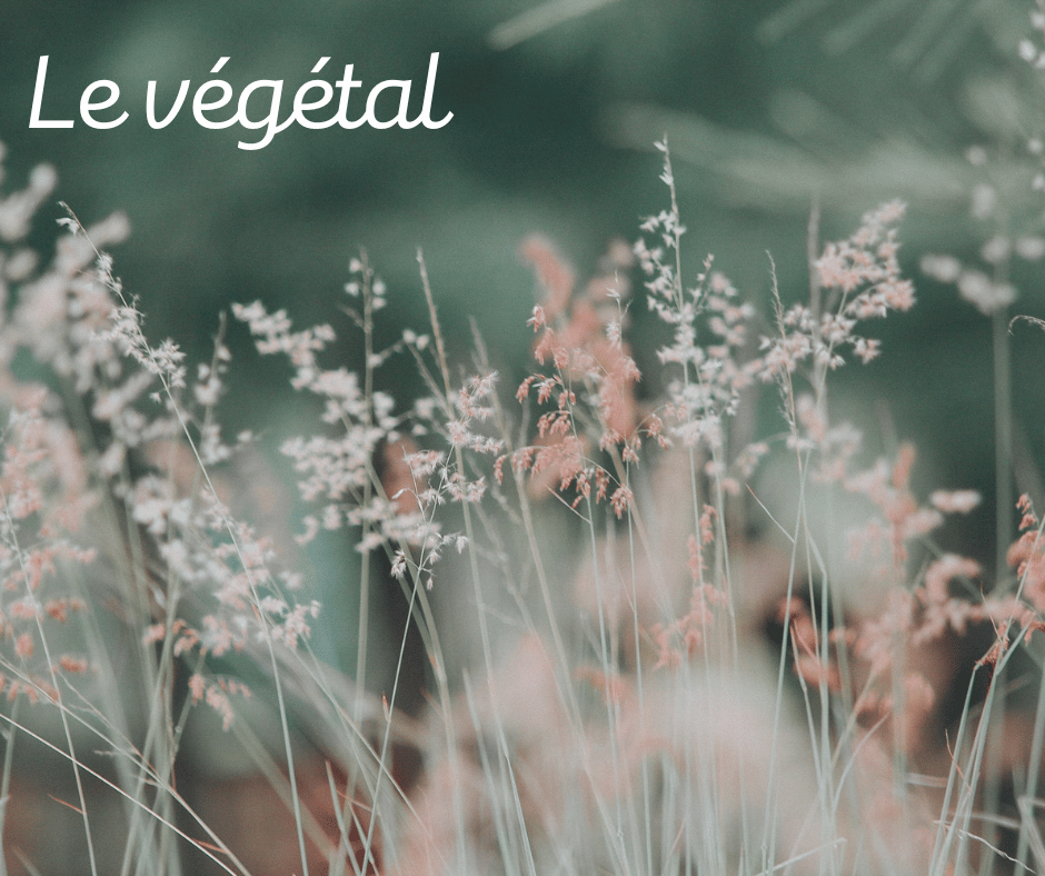 Sept plan de l'existence Theta Healing : le végétal